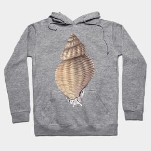 Waved Whelk Hoodie